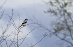 Northern Shrike